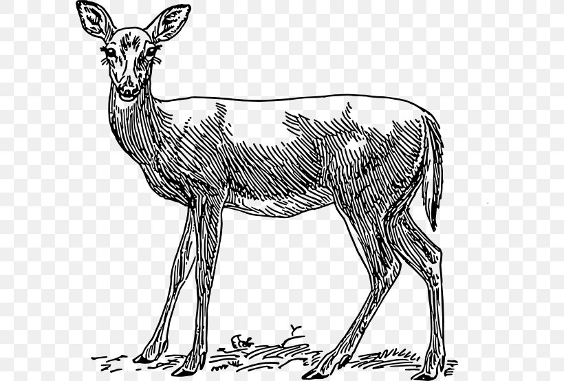 White-tailed Deer Horse Red Deer Antelope, PNG, 600x554px, Deer, Animal, Antelope, Antler, Black And White Download Free