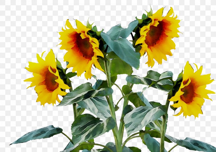Common Sunflower Sunflower Seed, PNG, 1599x1127px, Common Sunflower, Annual Plant, Asterales, Calendula, Cuisine Download Free