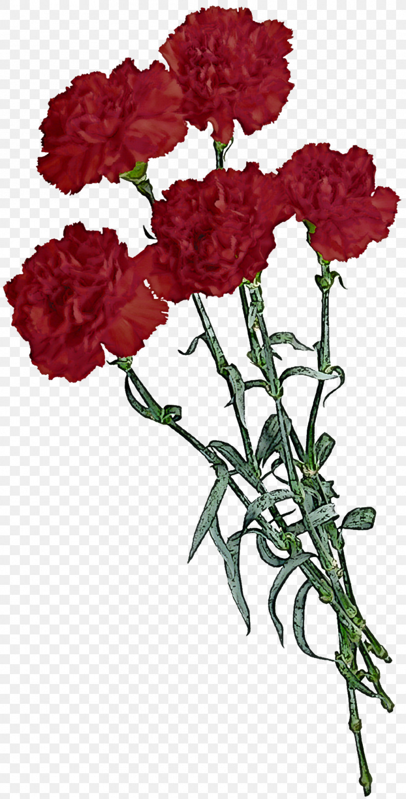 Flower Plant Cut Flowers Carnation Tagetes, PNG, 1036x2037px, Flower, Carnation, Cut Flowers, Dianthus, Geranium Download Free