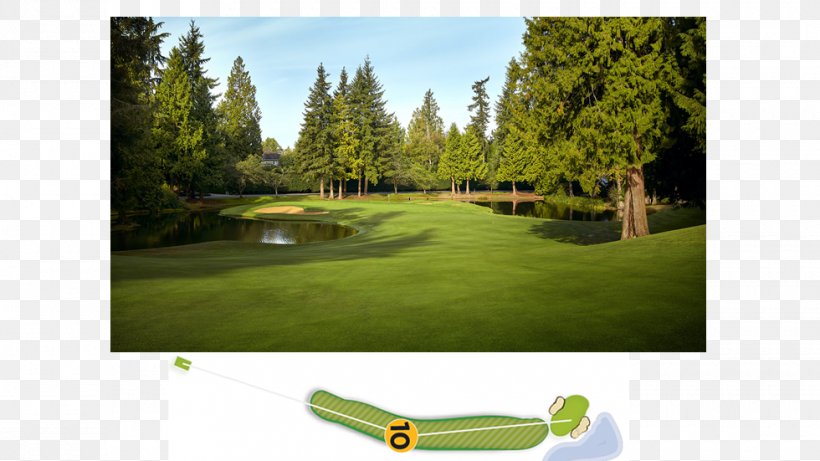 Golf Clubs Golf Course Recreation Tree, PNG, 980x551px, Golf Clubs, Golf, Golf Club, Golf Course, Golf Equipment Download Free