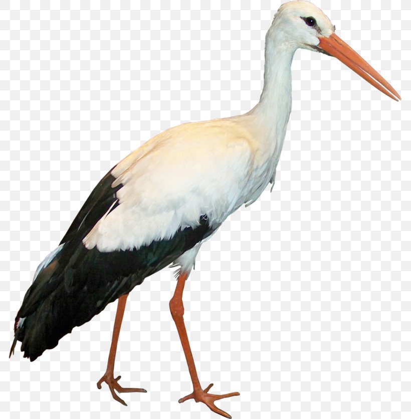 White Stork Icon, PNG, 785x835px, White Stork, Beak, Bird, Bird Nest, Ciconia Download Free