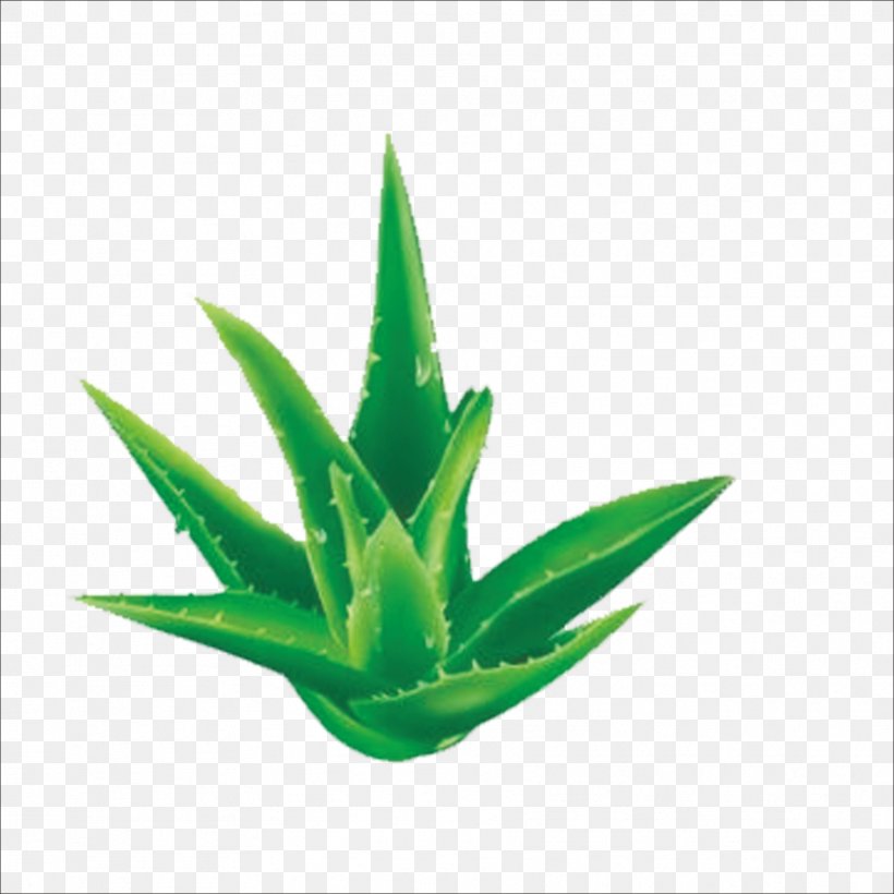 Aloe Vera Facial, PNG, 1773x1773px, Aloe Vera, Agave, Aloe, Cream, Exfoliation Download Free