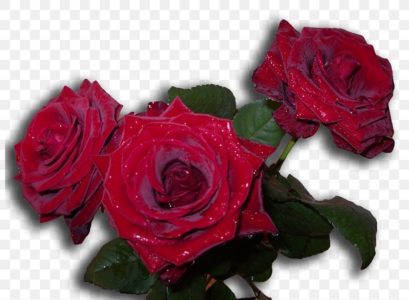 Garden Roses Cabbage Rose Cut Flowers Floribunda 0, PNG, 800x601px, 2016, 2017, Garden Roses, Artificial Flower, Author Download Free