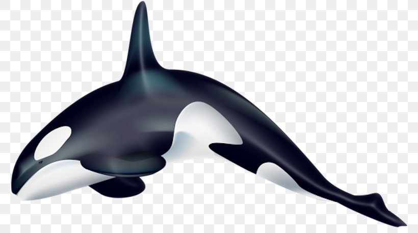 Killer Whale Cetacea Desktop Wallpaper Clip Art, PNG, 800x457px, Killer Whale, Blue Whale, Cetacea, Diagram, Dolphin Download Free