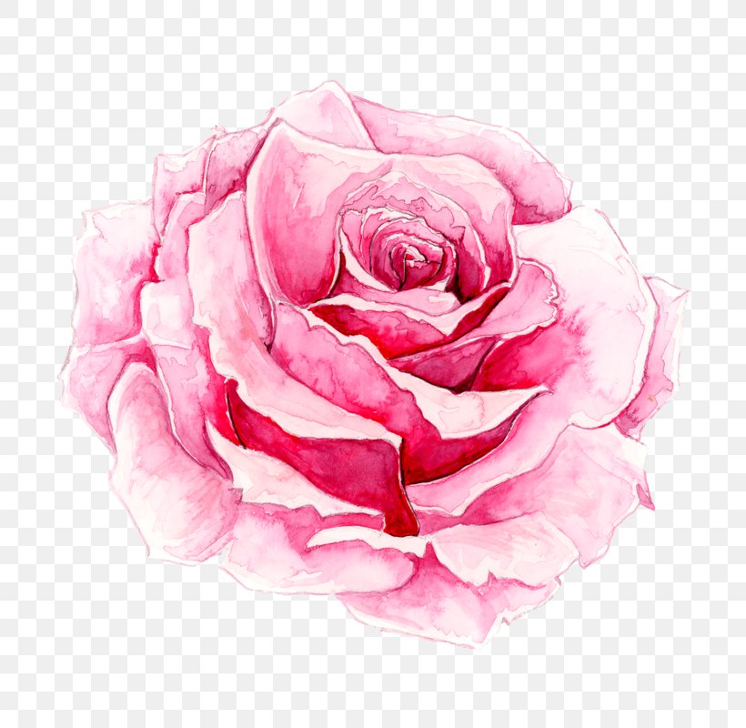 Rosa Chinensis Watercolor Painting Pink, PNG, 800x800px, Rosa Chinensis, Art, Artificial Flower, Cut Flowers, Floral Design Download Free