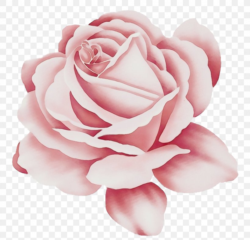 Black Pink Rose, PNG, 1024x984px, Watercolor, Black Rose, Botany, Camellia, Cut Flowers Download Free