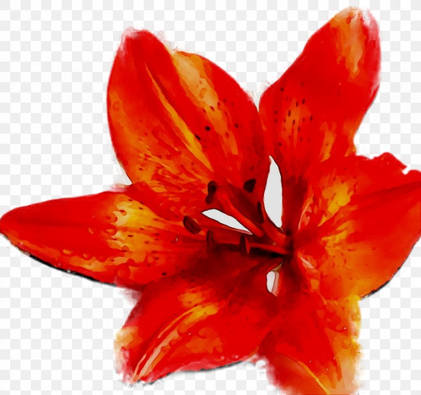 Cut Flowers Plants Birthday, PNG, 895x840px, Flower, Amaryllis Belladonna, Amaryllis Family, Artificial Flower, Birthday Download Free