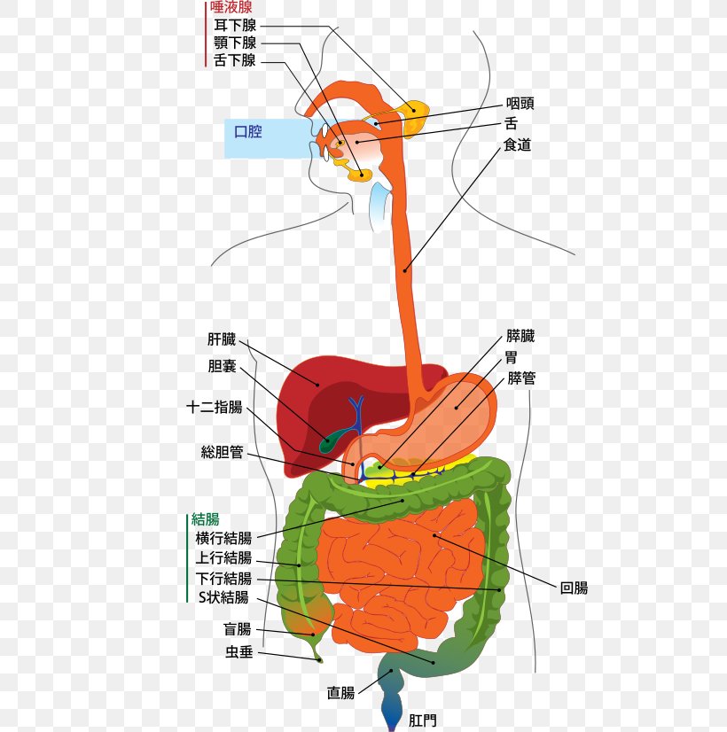 Human Digestive System Gastrointestinal Tract Digestion Diagram Human Body, PNG, 506x826px, Watercolor, Cartoon, Flower, Frame, Heart Download Free
