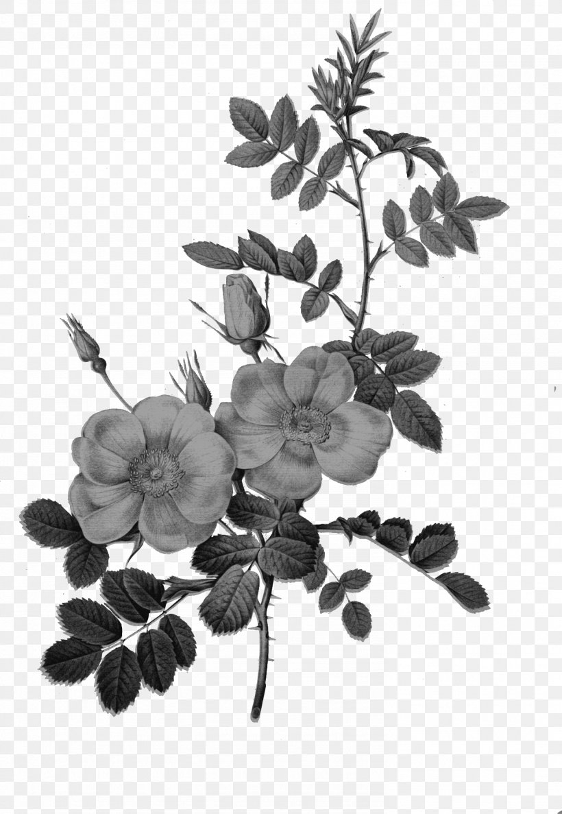 Les Roses Botanical Illustration Drawing Vintage Clothing, PNG, 1488x2154px, Les Roses, Antique, Art, Austrian Briar, Black And White Download Free