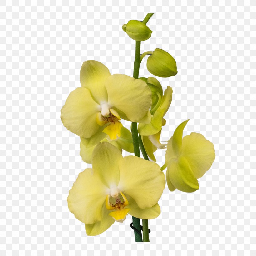 Moth Orchids Cut Flowers Plant Gayfeather, PNG, 1000x1000px, Moth Orchids, Cut Flowers, Flower, Flowering Plant, Gayfeather Download Free