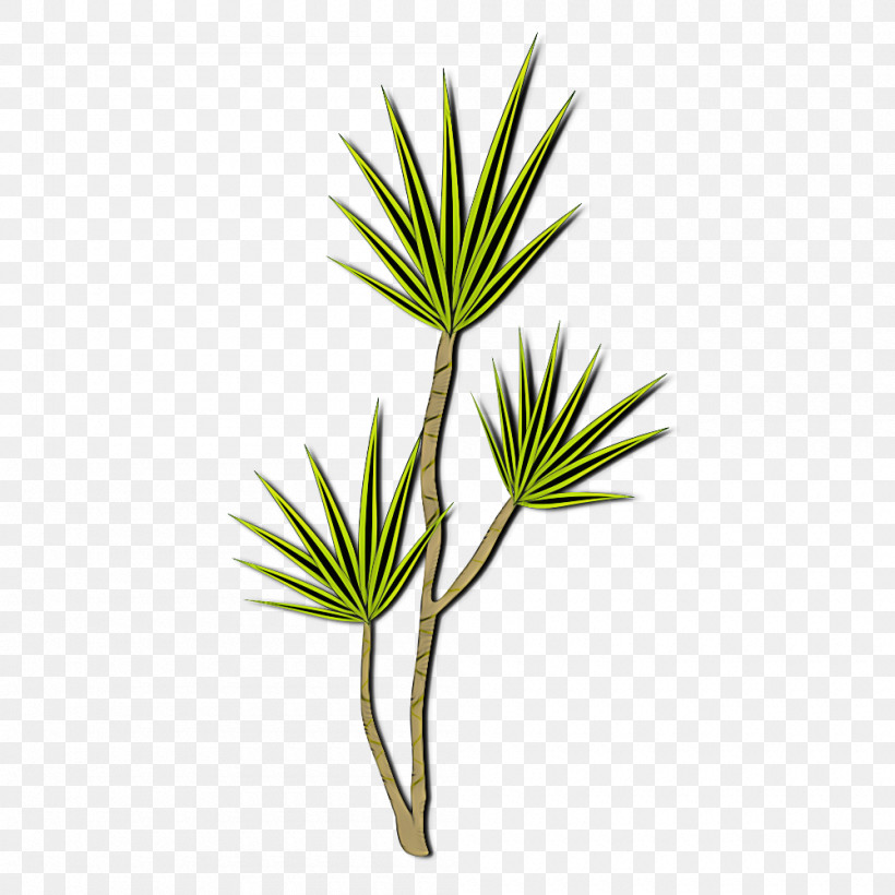 Plant Leaf Flower White Pine Shortstraw Pine, PNG, 1000x1000px, Plant, American Larch, Flower, Grass, Grass Family Download Free