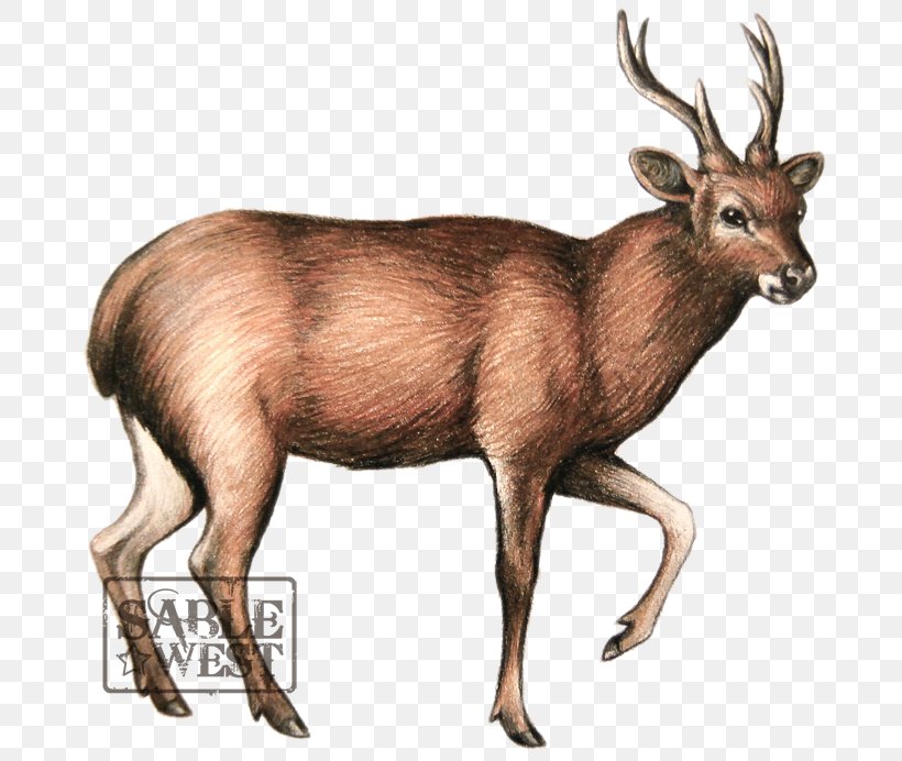 Sambar Deer Elk Javan Rusa Moose, PNG, 700x692px, Deer, Animal, Antler, Art, Deviantart Download Free