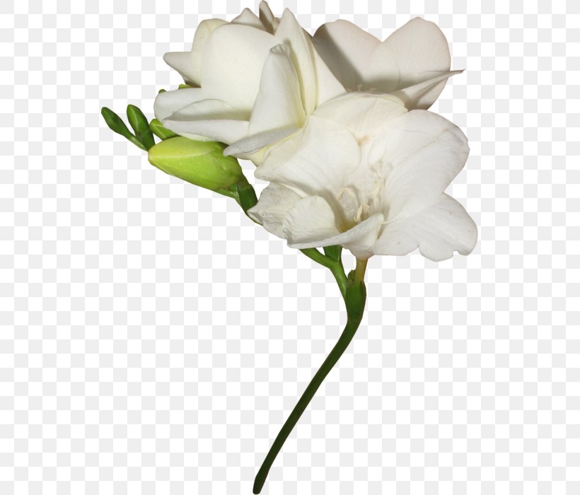 Garden Roses White Tulip Cut Flowers, PNG, 533x700px, Garden Roses, Bud, Color, Cut Flowers, Flower Download Free