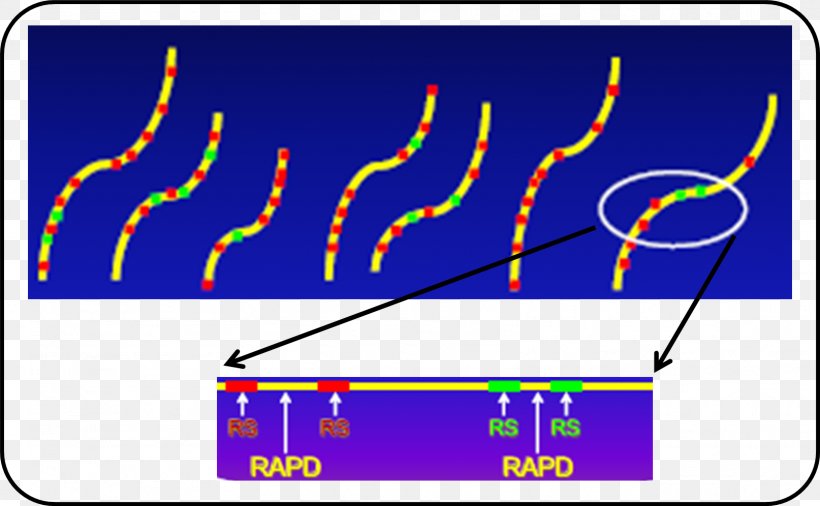 RAPD Genetic Marker Molecular Marker Polymorphism Genome, PNG, 1614x996px, Genetic Marker, Area, Dna, Genome, Information Download Free