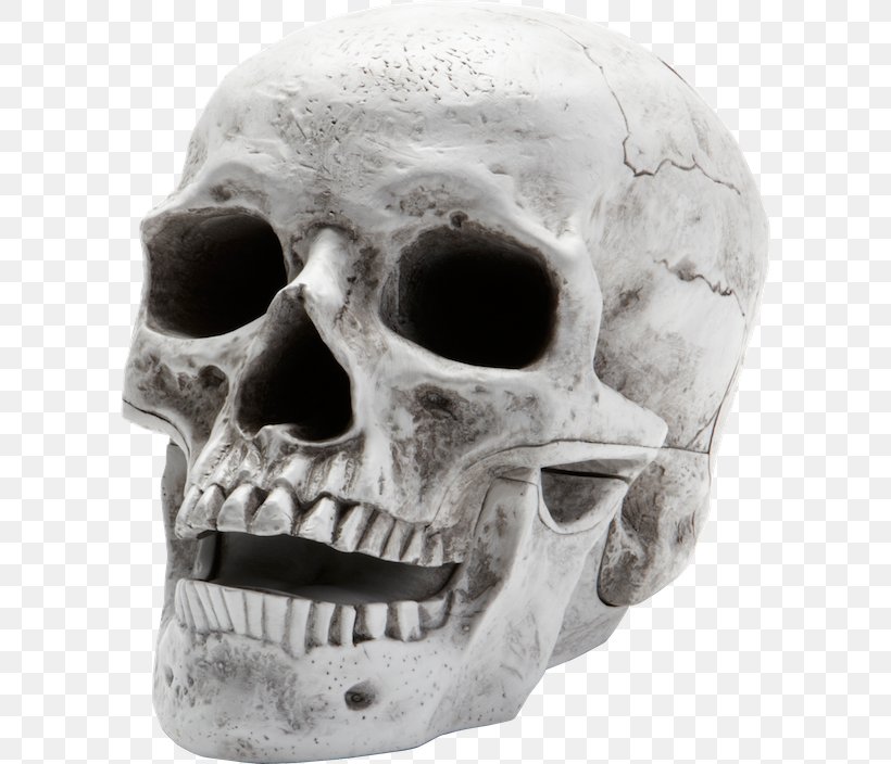 Skull Human Skeleton Homo Sapiens, PNG, 598x704px, Skull, Black And White, Bone, Head, Homo Sapiens Download Free