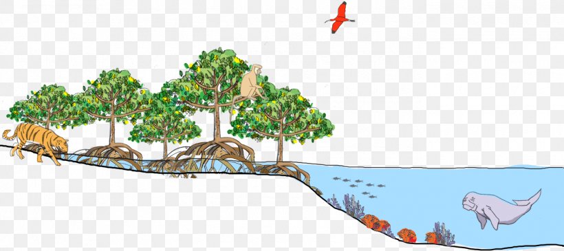 Florida Mangroves Tropical And Subtropical Moist Broadleaf Forests Sundarbans Tropical Rainforest, PNG, 1370x610px, Florida Mangroves, Area, Art, Avicennia Germinans, Bengal Tiger Download Free