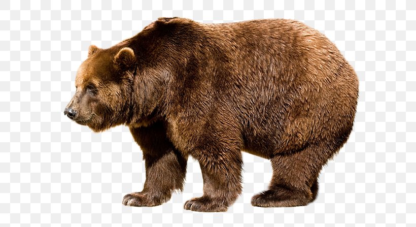 Grizzly Bear Lion Siberian Tiger Polar Bear, PNG, 650x447px, Bear, Alaska Peninsula Brown Bear, Amur Leopard, Brown Bear, Carnivoran Download Free