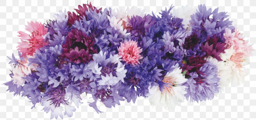 Information Photography Birthday, PNG, 2687x1267px, Information, Artificial Flower, Birthday, Cdr, Cornflower Download Free