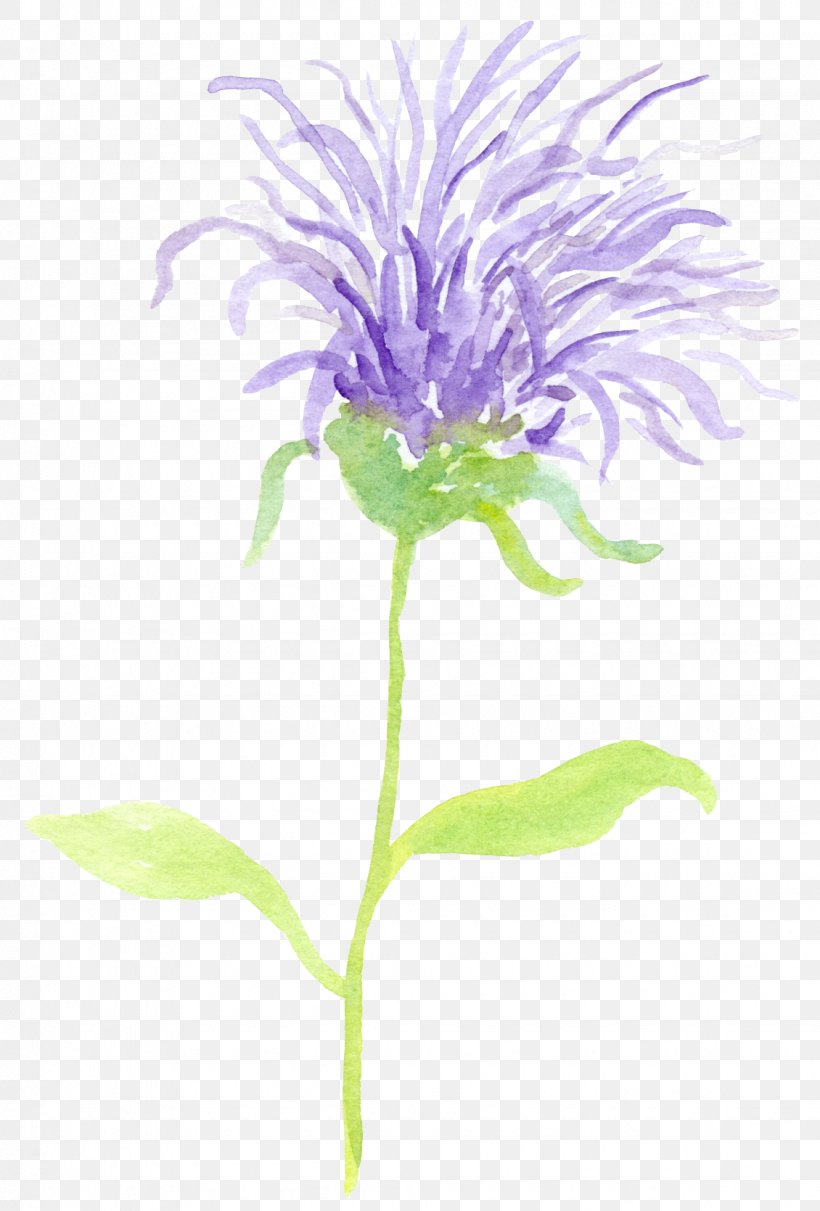 Milk Thistle Book Outlander Car, PNG, 1130x1669px, Milk Thistle, Annual Plant, Antibiotics, Aster, Book Download Free