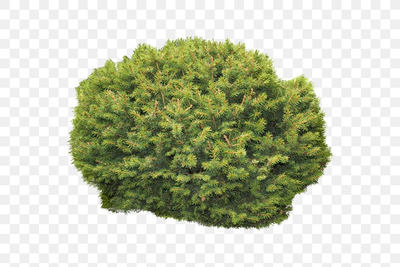 Spruce Shrubland Vegetation Biome, PNG, 548x548px, Spruce, Biome, Conifer, Evergreen, Fir Download Free