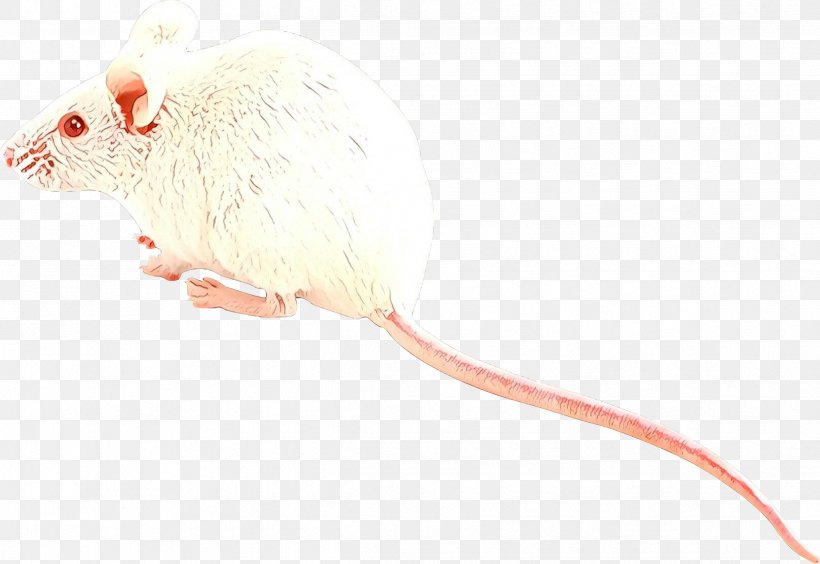 Mouse Cat Toy Rat Muridae Pest, PNG, 2438x1678px, Cartoon, Beige, Cat Toy, Mouse, Muridae Download Free