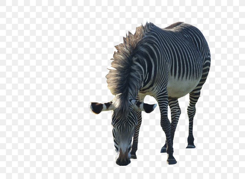 Quagga Zebra Mane Animal Neck, PNG, 800x600px, Quagga, Animal, Animal Figure, Brush, Deviantart Download Free
