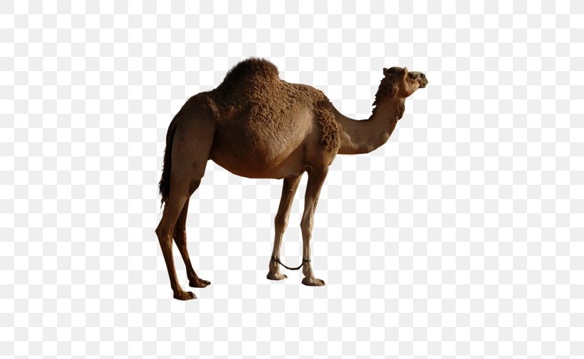 Bactrian Camel Dromedary Icon, PNG, 561x505px, Bactrian Camel, Arabian Camel, Camel, Camel Like Mammal, Dromedary Download Free