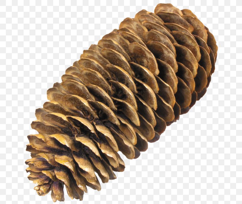 Conifer Cone Sugar Pine Spruce Clip Art, PNG, 670x691px, Conifer Cone, Auglis, Digital Image, Fir, Material Download Free