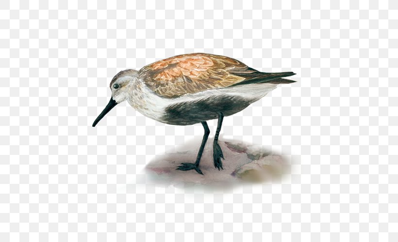 Dunlin Ruddy Turnstone Arctic Sanderling Bird, PNG, 500x500px, Dunlin, Arctic, Arctic Circle, Beak, Bird Download Free
