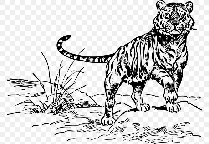 Felidae White Tiger Black Tiger Clip Art, PNG, 768x566px, Felidae, Animal Figure, Art, Bengal Tiger, Big Cat Download Free