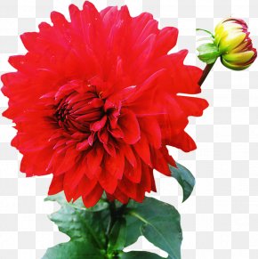 Clip Art Dahlia Image Transparency PNG