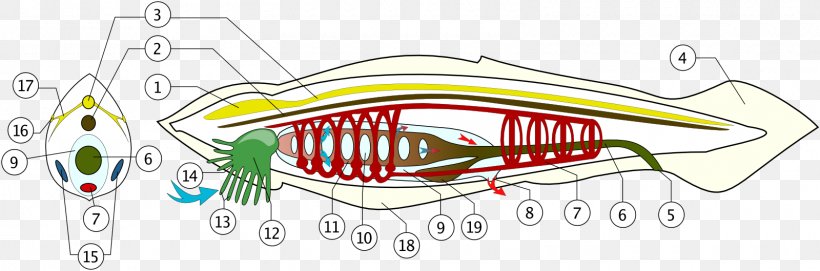 Vertebrate Lancelet Branchiostoma Lanceolatum Cephalochordata Dorsal Nerve Cord, PNG, 1600x529px, Watercolor, Cartoon, Flower, Frame, Heart Download Free