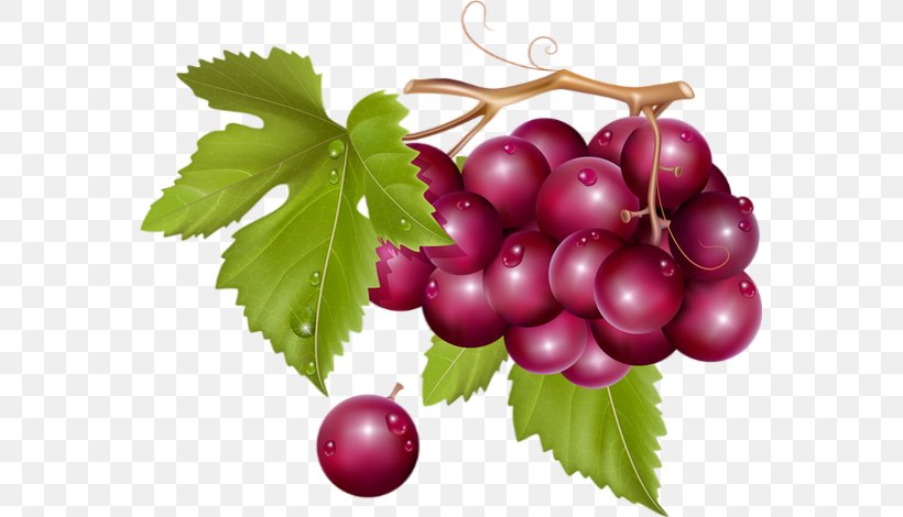 Wine Common Grape Vine Clip Art, PNG, 565x470px, Wine, Berry, Common Grape Vine, Cranberry, Currant Download Free
