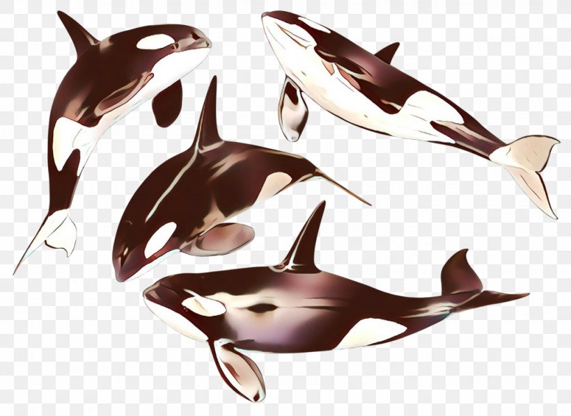 Dolphin Marine Mammal Killer Whale Cetacea Fin, PNG, 1024x747px, Cartoon, Bottlenose Dolphin, Cetacea, Common Dolphins, Dolphin Download Free