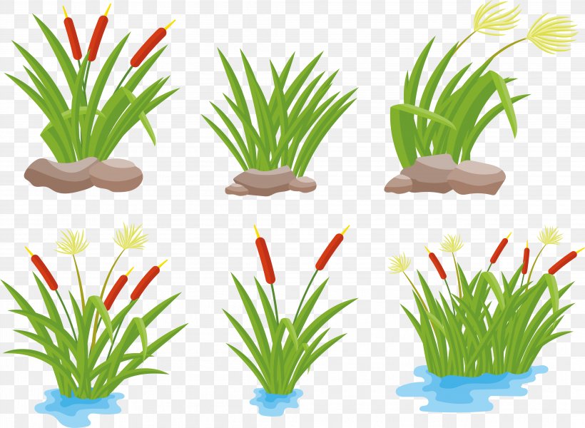 Drawing Arecaceae, PNG, 4222x3094px, Drawing, Aquarium Decor, Aquatic Plant, Aquatic Plants, Arecaceae Download Free