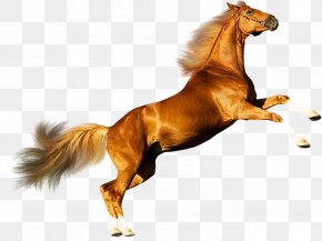 Horses - Mustang Andalusian Horse Arabian Horse American Quarter Horse Percheron PNG