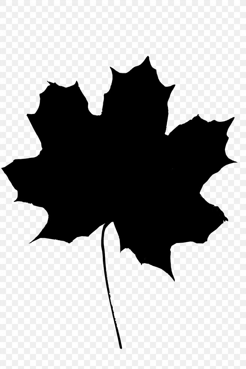 Norway Maple Stock Photography Sycamore Maple Leaf Red Maple, PNG, 2304x3456px, Norway Maple, Ahornholz, Black Maple, Blackandwhite, Fotosearch Download Free