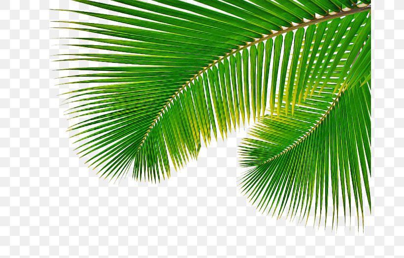 Palm Tree Leaf, PNG, 687x525px, Palm Trees, Areca Palm, Arecales, Borassus Flabellifer, Coconut Download Free