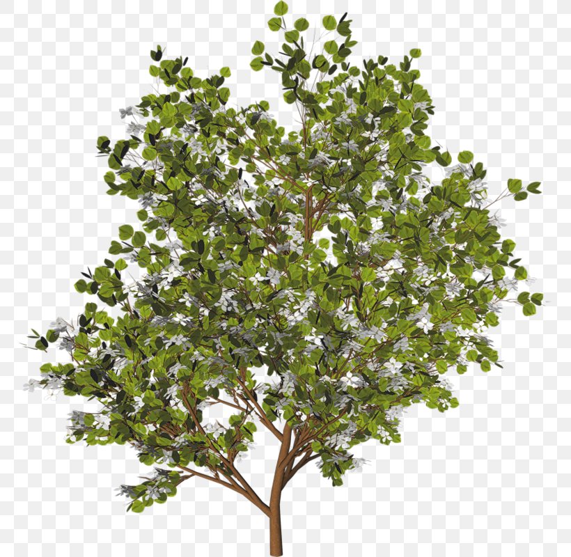 Tree Clip Art, PNG, 767x800px, Tree, Branch, Evergreen, Information, Leaf Download Free