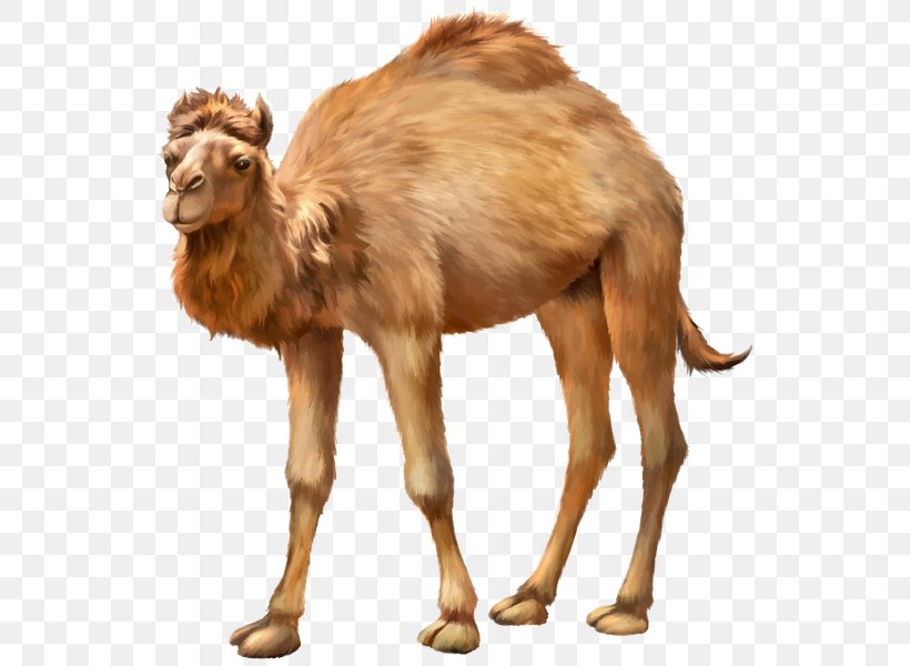 Bactrian Camel Dromedary Stock Photography Royalty-free, PNG, 547x600px, Bactrian Camel, Arabian Camel, Camel, Camel Like Mammal, Camel Train Download Free