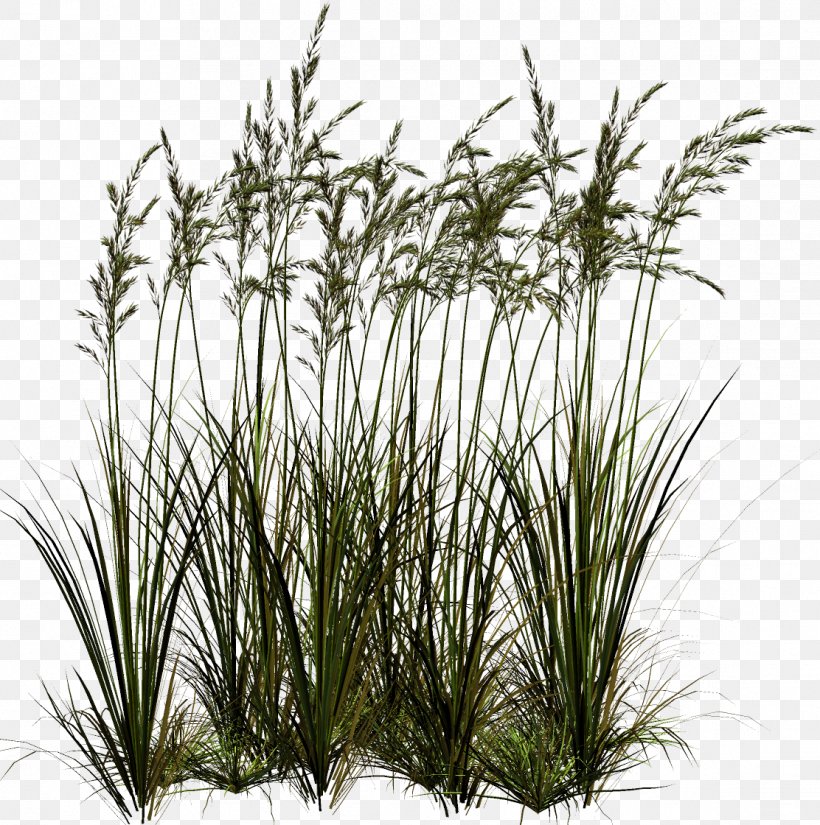 Clip Art, PNG, 1112x1120px, Grass, Chrysopogon Zizanioides, Clipping Path, Cottonwood, Evergreen Download Free