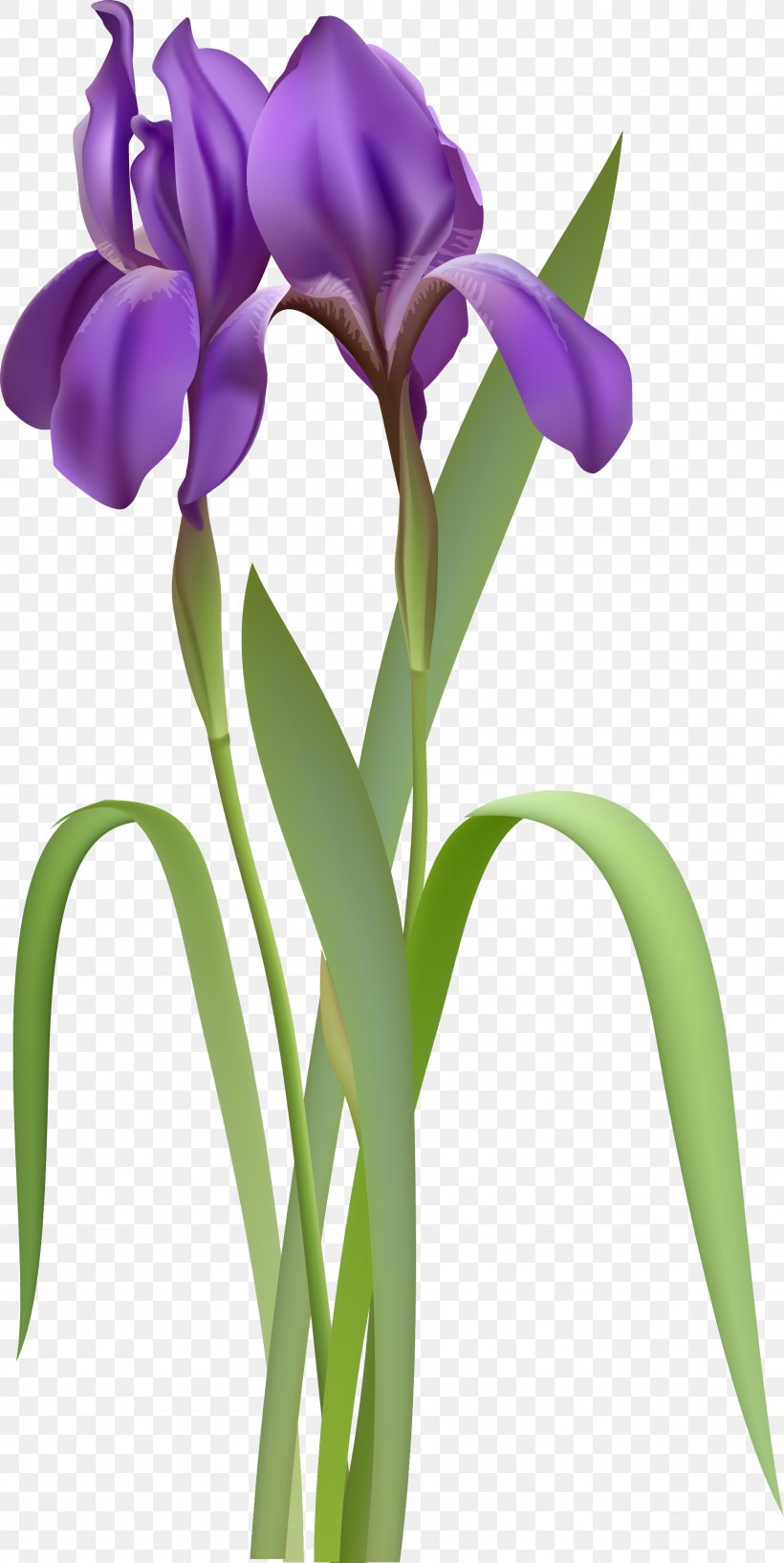 Iris Versicolor Clip Art, PNG, 1792x3572px, Iris Versicolor, Cut Flowers, Drawing, Floral Design, Floristry Download Free