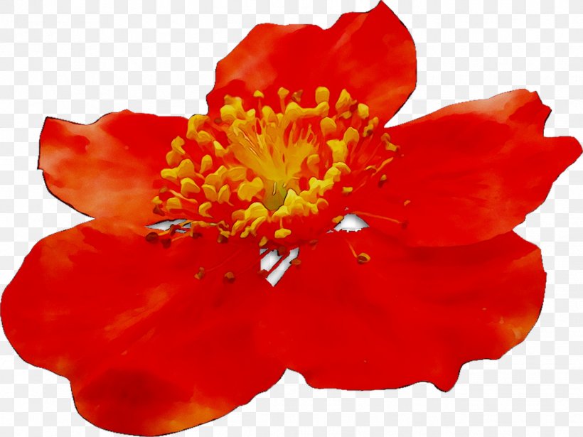 The Poppy Family Malvales Orange S.A., PNG, 1341x1007px, Poppy Family, Flower, Flowering Plant, Malvales, Orange Download Free