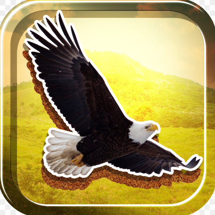 Bald Eagle Beak, PNG, 1024x1024px, Bald Eagle, Accipitriformes, Beak, Bird, Bird Of Prey Download Free