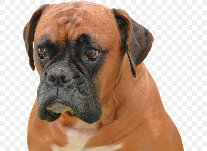 Boxer Puppy High-definition Television Dog Breed Wallpaper, PNG, 640x598px, Boxer, Animal, Breed, Bullmastiff, Carnivoran Download Free
