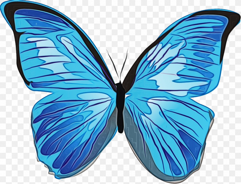 Butterflies Menelaus Blue Morpho Insects Blue Morpho Icon, PNG, 1022x781px, Watercolor, Blue Morpho, Butterflies, Insects, Menelaus Blue Morpho Download Free