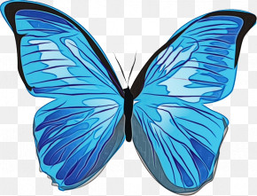 Butterflies Menelaus Blue Morpho Insects Blue Morpho Icon PNG