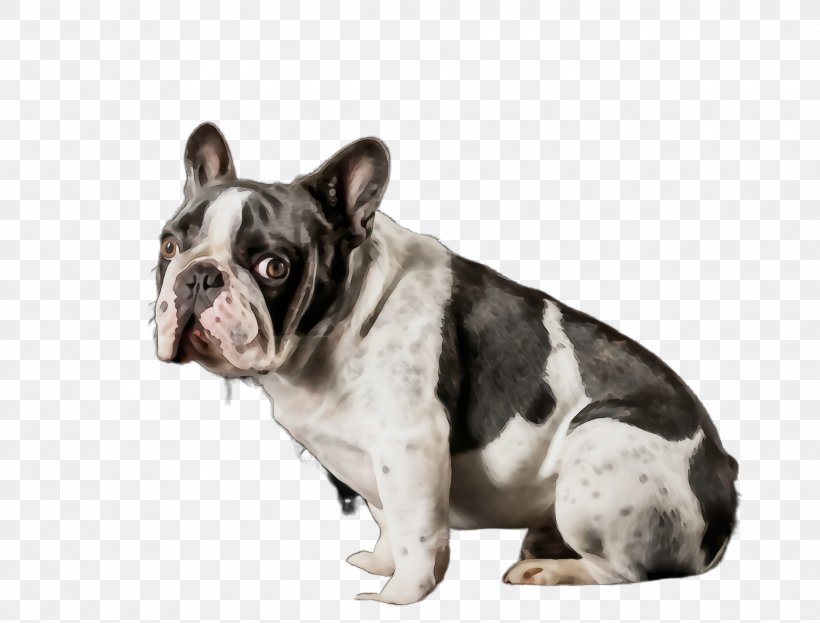 French Bulldog, PNG, 2292x1744px, Watercolor, Bulldog, Dog, Dog Breed, French Bulldog Download Free
