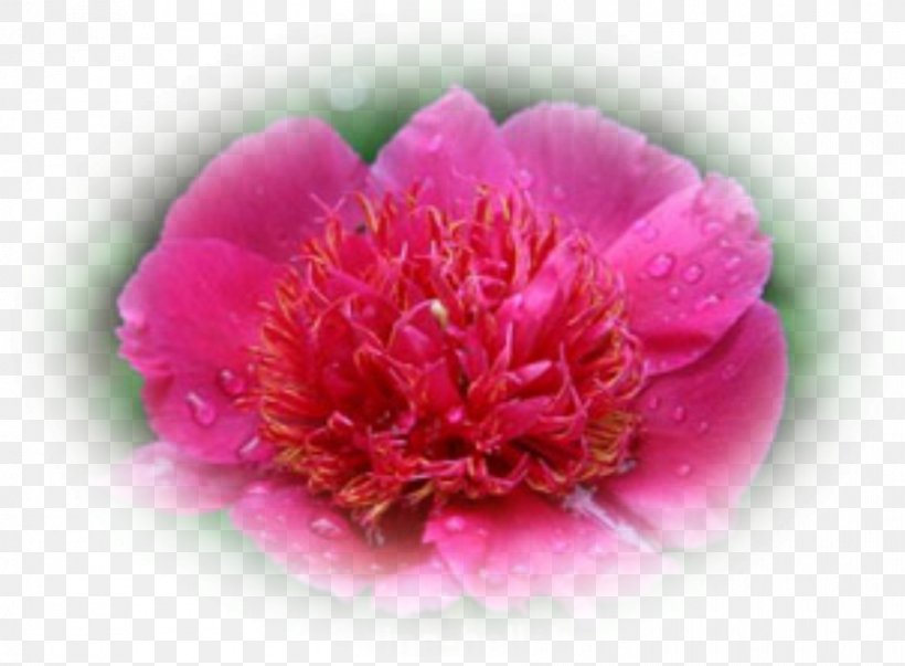 Peony Stock Photography Royalty-free, PNG, 892x656px, Peony, Carnation, Colourbox, Cut Flowers, Flower Download Free