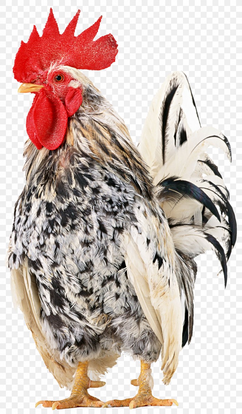 Rooster Rhode Island Red Japanese Bantam Cochin Chicken Broiler, PNG, 1470x2508px, Rooster, Bantam, Beak, Bird, Broiler Download Free